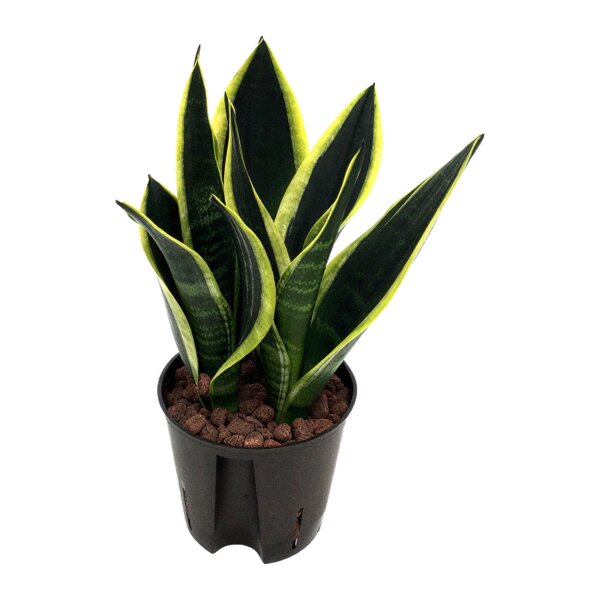 Bogenhanf Sansevieria trifasciata Black Gold | Hydrokultur Zimmerpflanze in Blähton | Sukkulente 25-30cm im Kulturtopf 13/12 mit Gießanzeiger