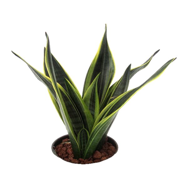 Bogenhanf Sansevieria trifasciata Gold Flame | Hydrokultur Zimmerpflanze in Blähton | Sukkulente 25-30cm im Kulturtopf 13/12 mit Gießanzeiger