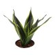 Bogenhanf Sansevieria trifasciata Gold Flame | Hydrokultur Zimmerpflanze in Bl&auml;hton | Sukkulente 25-30cm im Kulturtopf 13/12 mit Gie&szlig;anzeiger