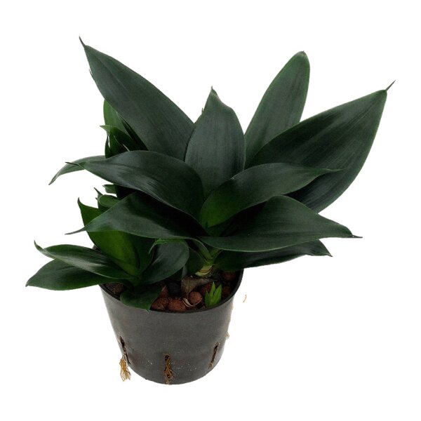 Bogenhanf Sansevieria trifasciata Hahnii Black | Hydrokultur Zimmerpflanze in Blähton | Sukkulente 25-30cm im Kulturtopf 13/12 mit Gießanzeiger