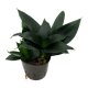 Bogenhanf Sansevieria trifasciata Hahnii Black | Hydrokultur Zimmerpflanze in Bl&auml;hton | Sukkulente 25-30cm im Kulturtopf 13/12 mit Gie&szlig;anzeiger