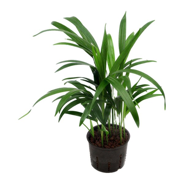 Goldfruchtpalme Dypsis lutescens (Areca) Tuff | Hydrokultur Zimmerpflanze in Blähton | Zimmerpalme 30-40cm im Kulturtopf 11/9 mit Gießanzeiger