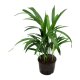 Goldfruchtpalme Dypsis lutescens (Areca) Tuff | Hydrokultur Zimmerpflanze in Bl&auml;hton | Zimmerpalme 30-40cm im Kulturtopf 11/9 mit Gie&szlig;anzeiger