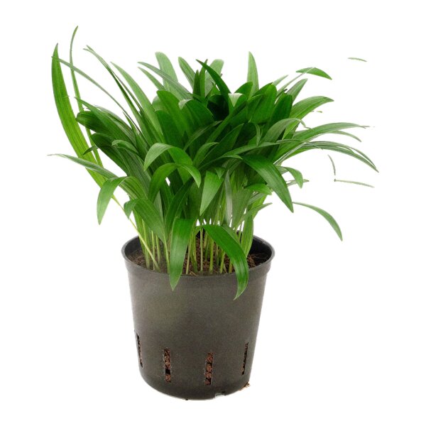 Goldfruchtpalme Dypsis lutescens (Areca) | Hydrokultur Zimmerpflanze in Blähton | Zimmerpalme 30cm im Kulturtopf 13/12 mit Gießanzeiger