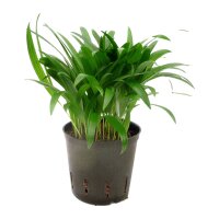 Goldfruchtpalme Dypsis lutescens (Areca) | Hydrokultur...