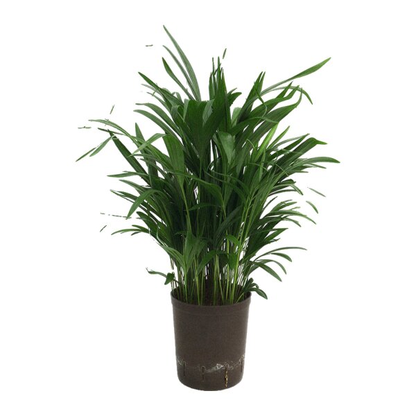 Goldfruchtpalme Dypsis lutescens (Areca) | Hydrokultur Zimmerpflanze in Blähton | Zimmerpalme 60-70cm im Kulturtopf 15/19 mit Gießanzeiger
