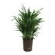 Goldfruchtpalme Dypsis lutescens (Areca) | Hydrokultur Zimmerpflanze in Bl&auml;hton | Zimmerpalme 60-70cm im Kulturtopf 15/19 mit Gie&szlig;anzeiger