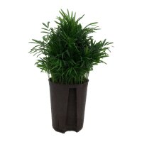 Bergpalme Chamaedorea elegans Tuff | Hydrokultur...