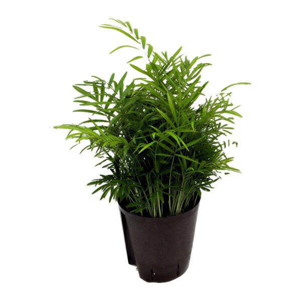 Bergpalme Chamaedorea elegans Tuff | Hydrokultur Zimmerpflanze in Blähton | Zimmerpalme 50cm im Kulturtopf 18/19 mit Gießanzeiger