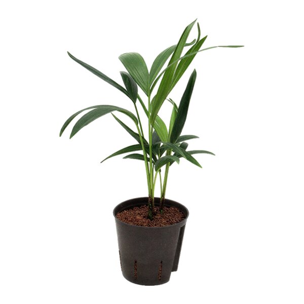 Kentiapalme Howea forsteriana (Kentia) Tuff | Hydrokultur Zimmerpflanze in Blähton | Zimmerpalme 30-40cm im Kulturtopf 13/12 mit Gießanzeiger