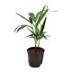 Kentiapalme Howea forsteriana (Kentia) Tuff | Hydrokultur Zimmerpflanze in Bl&auml;hton | Zimmerpalme 30-40cm im Kulturtopf 13/12 mit Gie&szlig;anzeiger