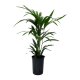 Kentiapalme Howea forsteriana (Kentia) Tuff | Hydrokultur Zimmerpflanze in Bl&auml;hton | Zimmerpalme 60cm im Kulturtopf 15/19 mit Gie&szlig;anzeiger