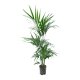 Kentiapalme Howea forsteriana (Kentia) Tuff | Hydrokultur Zimmerpflanze in Bl&auml;hton | Zimmerpalme 120cm im Kulturtopf 18/19 mit Gie&szlig;anzeiger
