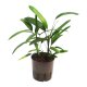 Steckenpalme Rhapis excelsa | Hydrokultur Zimmerpflanze in Bl&auml;hton | Zimmerpalme 30-40cm im Kulturtopf 13/12 mit Gie&szlig;anzeiger