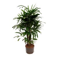 Steckenpalme Rhapis excelsa Tuff | Hydrokultur...