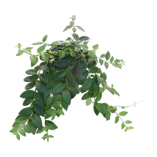 Schamblume Aeschynanthus lobbianus | Hydrokultur Zimmerpflanze in Blähton | Blühpflanze 25-35cm im Kulturtopf 15/19 mit Gießanzeiger