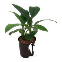 Einblatt Spathiphyllum Sensation 2 Pflanzen | Hydrokultur...