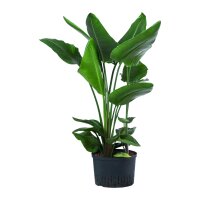Baumstrelitzie Strelitzia nicolai 3 Pflanzen |...