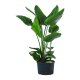 Baumstrelitzie Strelitzia nicolai 3 Pflanzen | Hydrokultur Zimmerpflanze in Bl&auml;hton | Gr&uuml;npflanze 110-120cm im Kulturtopf 28/19 mit Gie&szlig;anzeiger