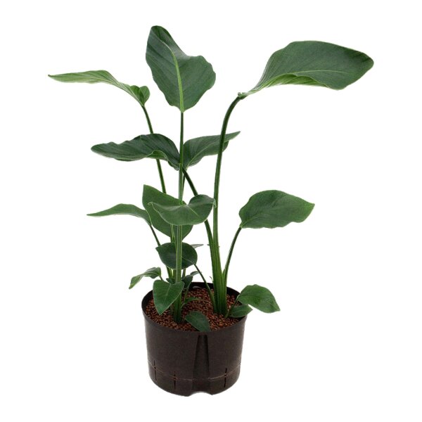 Paradiesvogelblume Strelitzia reginae 3 Pflanzen | Hydrokultur Zimmerpflanze in Blähton | Blühpflanze 80-90cm im Kulturtopf 22/19 mit Gießanzeiger