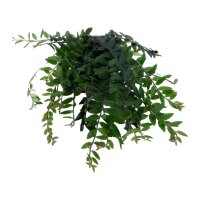 Schamblume Aeschynanthus lobbianus kleinblättrig |...