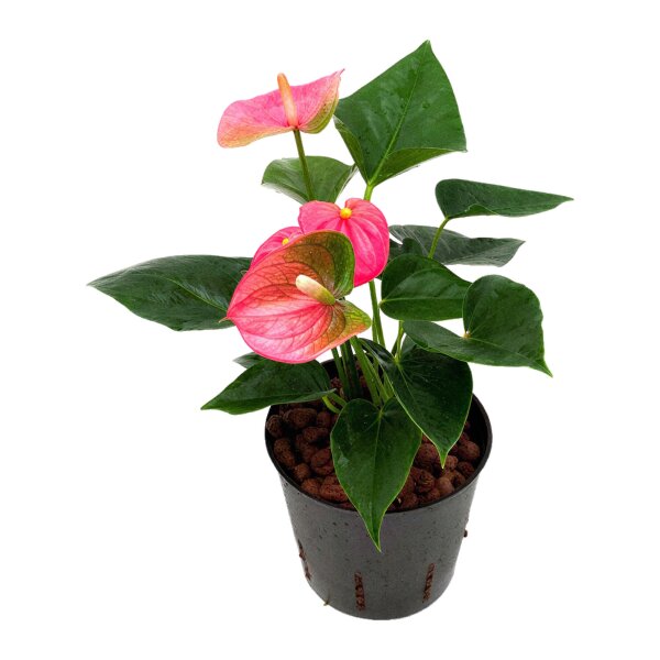 Flamingoblume Anthurium andreanum Bubble Gum Bliss | Hydrokultur Zimmerpflanze in Blähton | Blühpflanze 30-40cm im Kulturtopf 13/12 mit Gießanzeiger