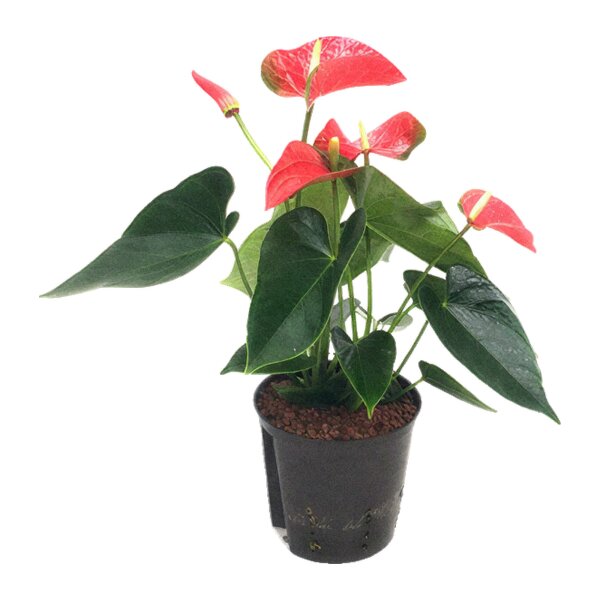 Flamingoblume Anthurium andreanum Koro | Hydrokultur Zimmerpflanze in Blähton | Blühpflanze 30-40cm im Kulturtopf 13/12 mit Gießanzeiger