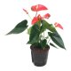 Flamingoblume Anthurium andreanum Koro | Hydrokultur Zimmerpflanze in Bl&auml;hton | Bl&uuml;hpflanze 30-40cm im Kulturtopf 13/12 mit Gie&szlig;anzeiger