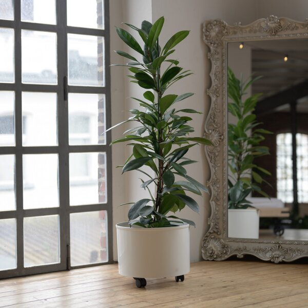 Corona Blumentopf Kunststoff rund 35/19 glänzend (opt. mit Rollen) Pflanztopf für Indoor