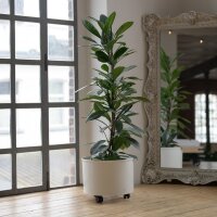 Corona Blumentopf Kunststoff rund 35/19 glänzend...