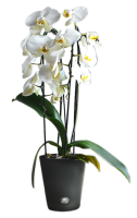 Flori Orchideentopf Kunststoff matt genarbt Komplettset 2er-Pack