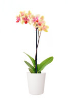 Flori Orchideentopf Kunststoff matt genarbt Komplettset 2er-Pack