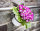 Balkonhalterung für Flori Blumentopf